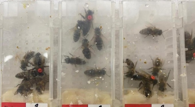 Havalimanı'ında bin 230 adet canlı arı ele geçirildi