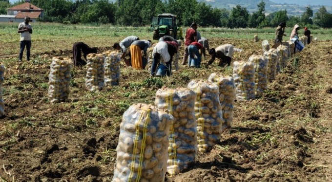 Bursa'da sarı altın hasadı başladı! İşte tarladaki satış fiyatı