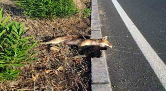 Çaldığı tavuğu yiyemeden araba çarptı