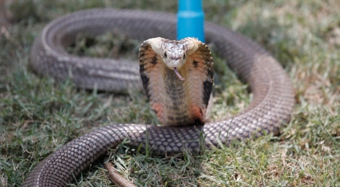 Şaka gibi olay! Kadın, erkek arkadaşını zehirli kobra kullanarak....