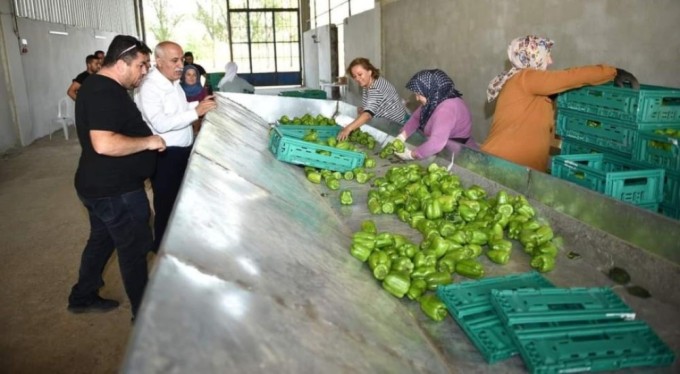 Yenişehir biberi yeni yatırımlarla dünyaya pazarlanıyor