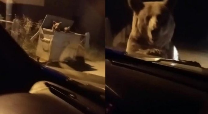 Bursa'da ayı otomobilin üzerine atladı! İçindekilerin yüreği ağzına geldi