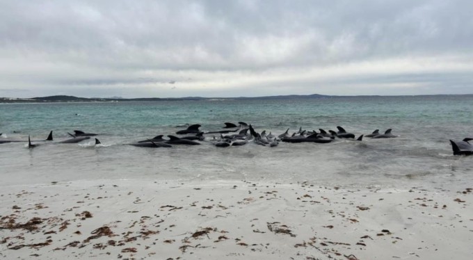 Avusturalya'da 51 pilot balina kıyıya vurdu!