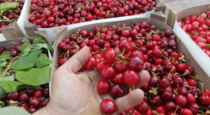 Keles kirazı da artık tescilli