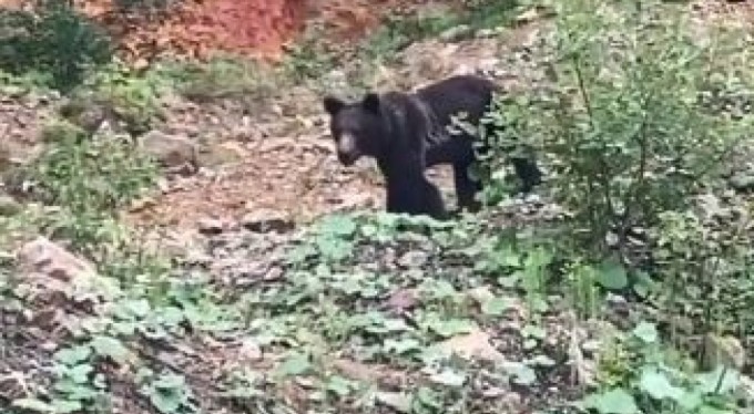 Yiyecek verdiği ayı korkup kaçınca "Gel ula gel" diye çağırdı!
