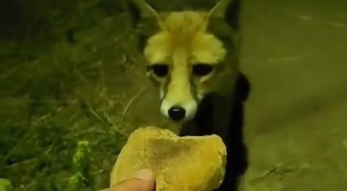 Tilkiyi elleriyle besledi