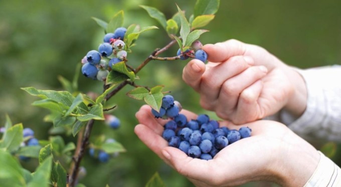 Jüri en iyi maviyemişi seçmekte zorlandı