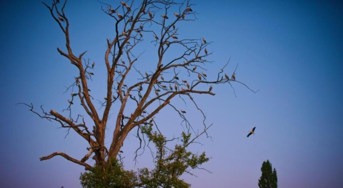 Bursa'daki binlerce Aylak leylek renkli görüntüler oluşturdu