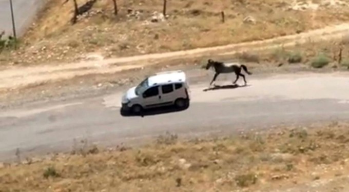 Atı aracın arkasına bağlayıp koşturdu! Görüntüler pes dedirtti
