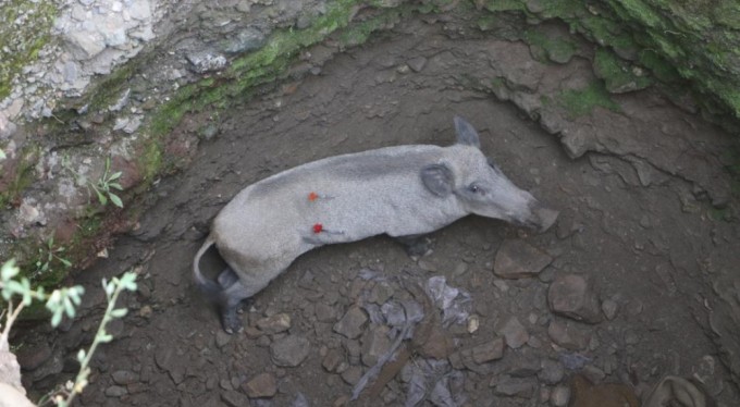 Bursa'da anne domuz 5 saatlik operasyonla kuyudan çıkarıldı