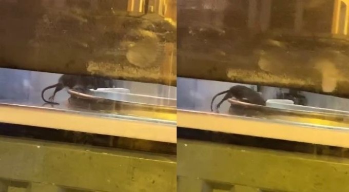 Börekçide mide bulandıran görüntü! Fare tepsilerin içinde gezdi