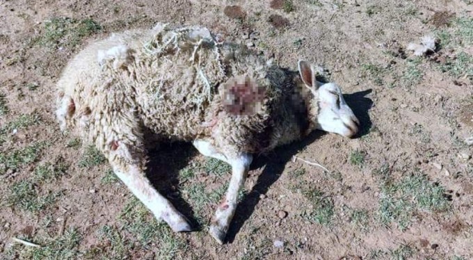 Bursa'da başıboş köpekler şehrin merkezindeki çiftliğe saldırdı