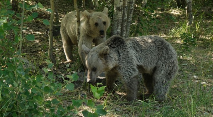 İHA muhabiri ayı saldırısından kıl payı kurtuldu