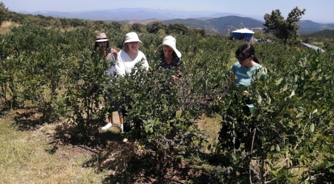 Bursa'da yaban mersini hasadını Romanyalı kızlar yaptı