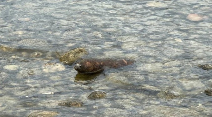 İznik gölünde korkutan olay! Top mermisi bulundu