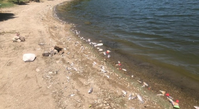 Bursa'da Boğazköy baraj gölünde ölen balıklar karaya vurdu