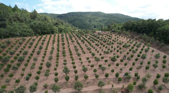 Kızılcıkta hasat zamanı