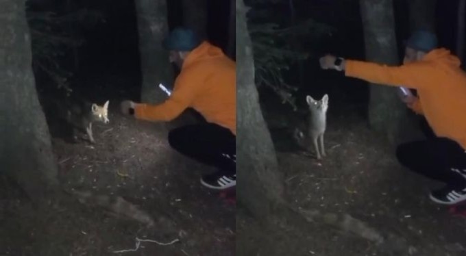 Bursa'da bir vatandaş yanına gelen tilkiye köfte ikram etti