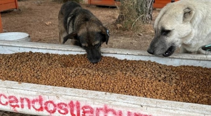 Bursa'da Perseid metor yağmurunda sokak hayvanları için yüzlerce kilo mama topladılar