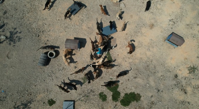 Pandemide arkadaş olan cins köpekler kaderine terk edildi