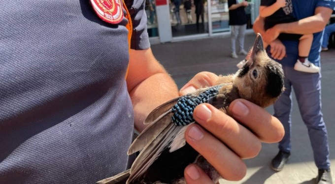 Bursa'da 152 yıllık anıt ağaçta mahsur kalan kuş itfaiye ekipleri tarafından kurtarıldı