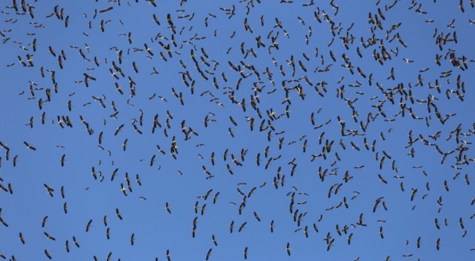 Leyleklerin göç yolculuğu Bursa semalarında görüntülendi