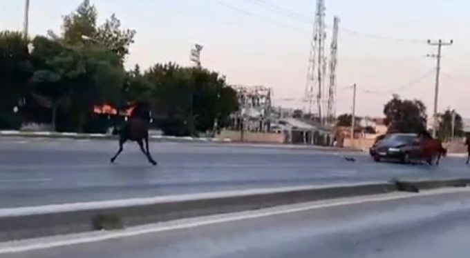 Bursa'da çevre yolunda başıboş at otomobile çarptı!