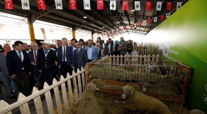 Küçükbaş hayvancılık festivali için geri sayım başladı