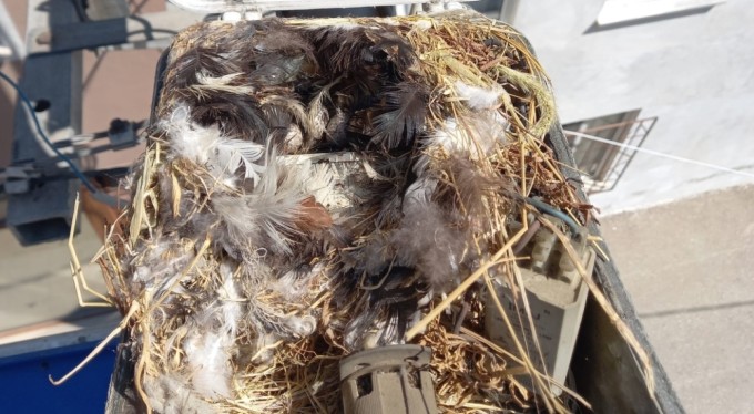 Sokak lambasına yuva yapan kuş ekipleri şaşkına çevirdi