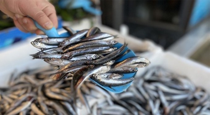 Av yasağı bitti, sezonun ilk balıkları avlandı