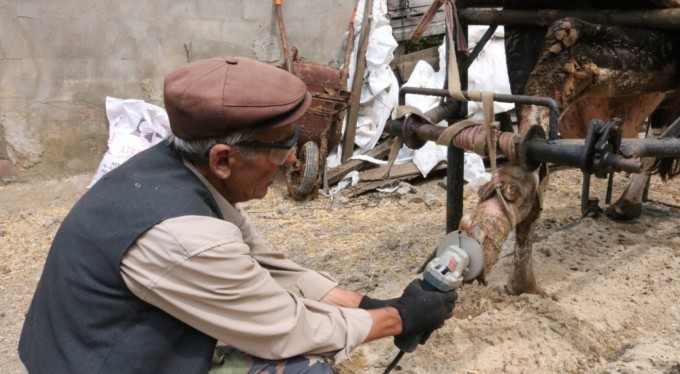 İneklere manikür - pedikür yapıyor