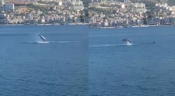 Gemlik Körfezi'nde yunusların şovu izleyenleri büyüledi