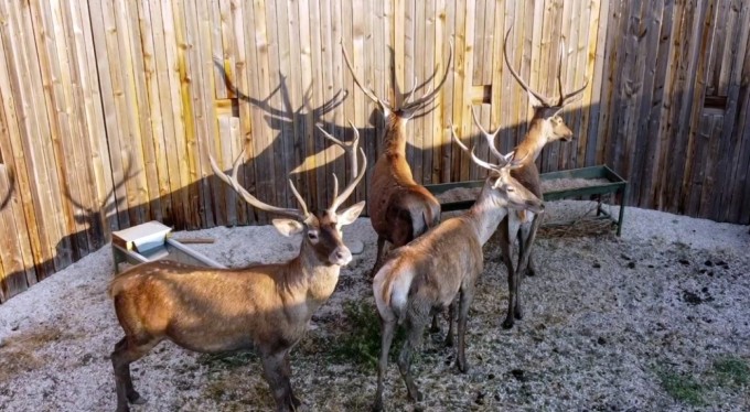Türkiye'nin 'Maldivleri' Salda Gölü kızıl geyiklerine kavuştu