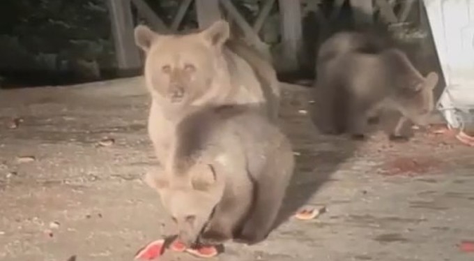 Uludağ'da aç kalan ayılar çöp konteynerlerini karıştırıp yiyecek aradılar