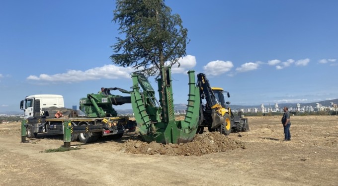Bursa'da ağaçlar zarar görmemesi için naklediliyor