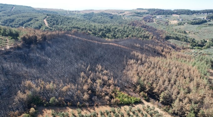 Bursa'da yanan 25 hektarlık ormanlık alan yeniden yeşerecek