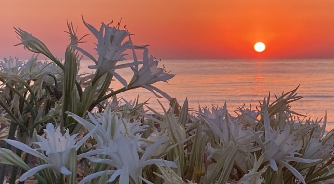 Bu çiçeği sakın koparmayın! Cezası 244 bin TL