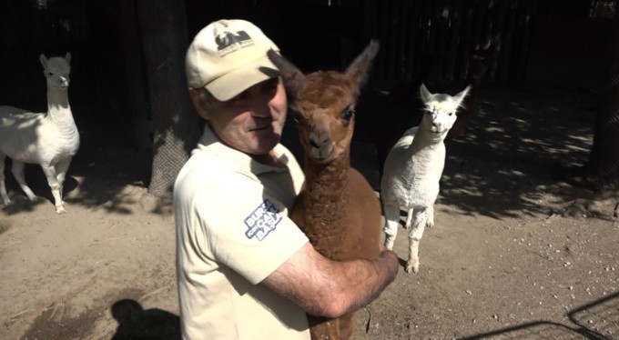 Yavru alpaka Bursa'nın neşe kaynağı oldu