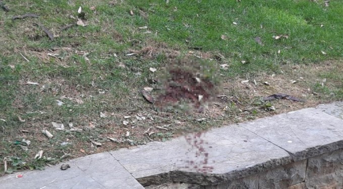 Ünlü oyuncu Seda Fettahoğlu parkta ölü bulundu