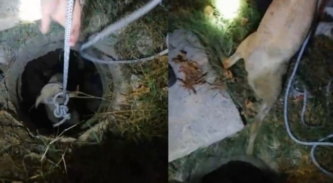 Bursa'da foseptik çukuruna düşen koyunu itfaiye ekipleri kurtardı