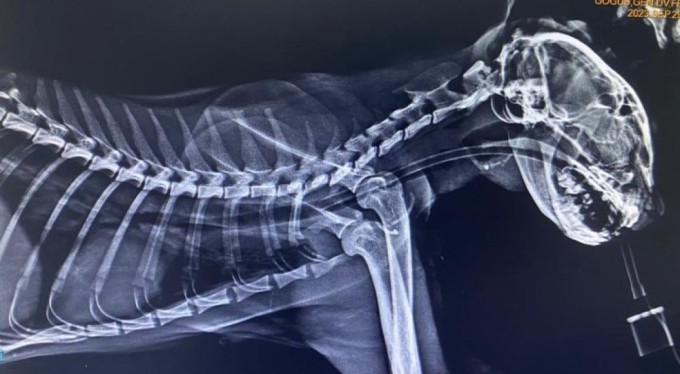 Kedinin boğazından üç olta kancası çıktı