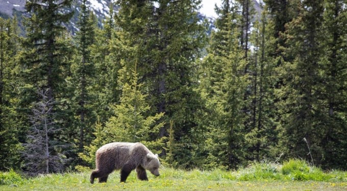 Kanada'da ulusal parkta bozayı saldırısı: 2 ölü