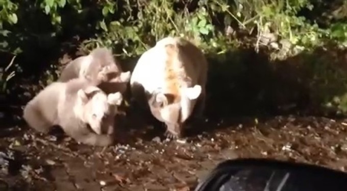 Uludağ'ın meşhur yavru ayıları büyüdü