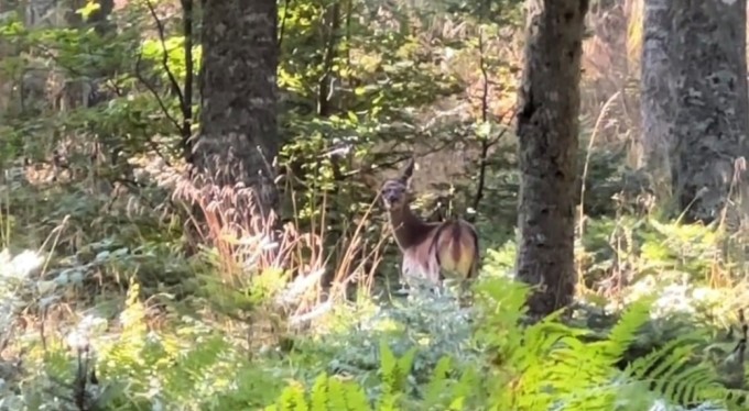 Bursa'da nadir görülen kızıl geyik görüntülendi
