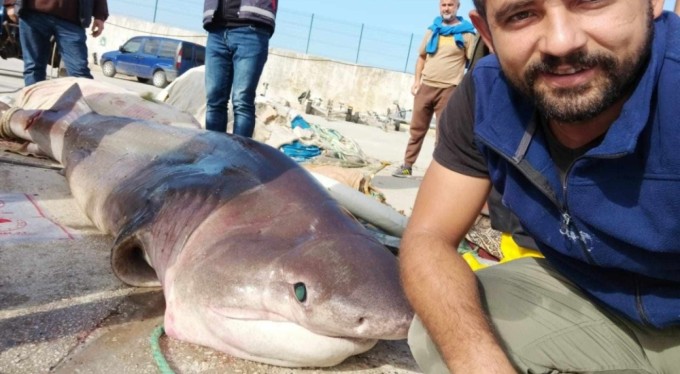 Bursa'da 1 tonluk köpekbalığı ile selfi çektirdiler