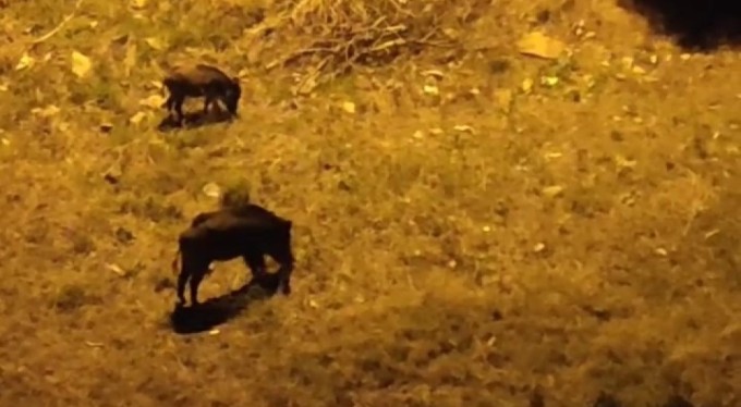 Bursa'da aç kalan domuz sürüsü şehir merkezine indi!