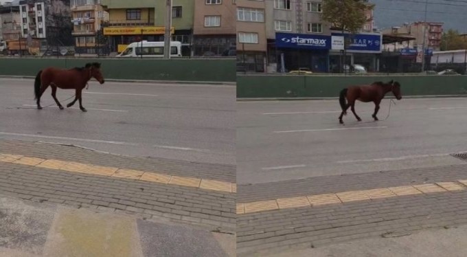 Bursa'da anayola çıkan at tehlike saçtı