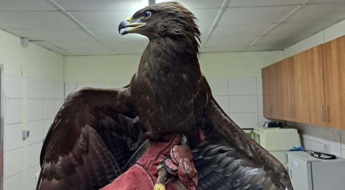 Yaralı kartal tedavisinin ardından özgürlüğüne kavuştu