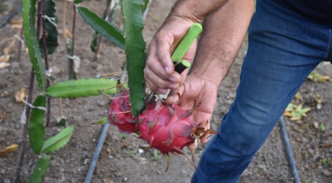 Egzotik dünyanın lezzeti ejder meyvesi Bursa'da