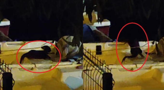 Nesli tükenme tehlikesinde olan su samuru Bursa'da görüntülendi